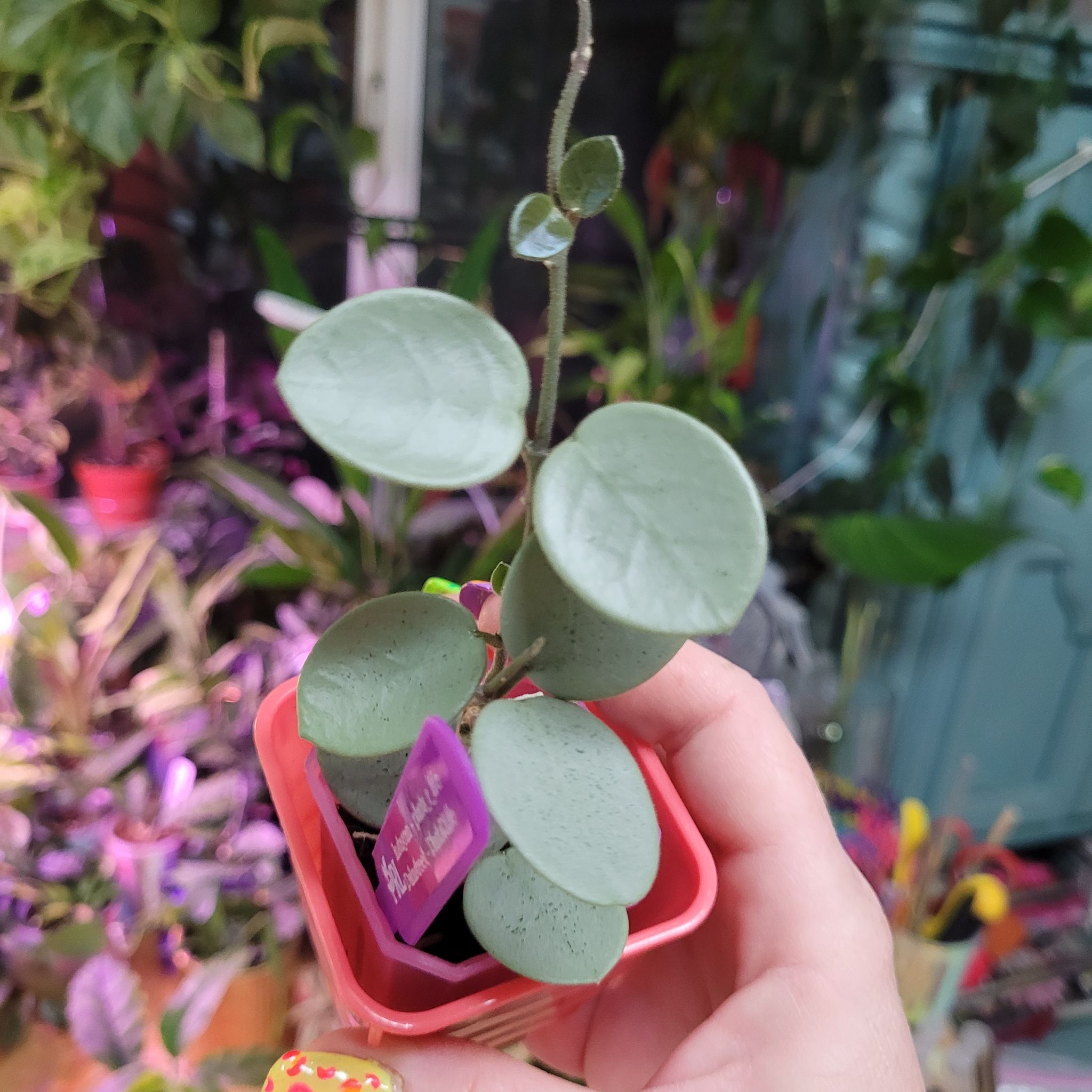Photo of the plant species Hoya 'Grey Fairy' by @breezyx7 named H. Grey Fairy on Greg, the plant care app