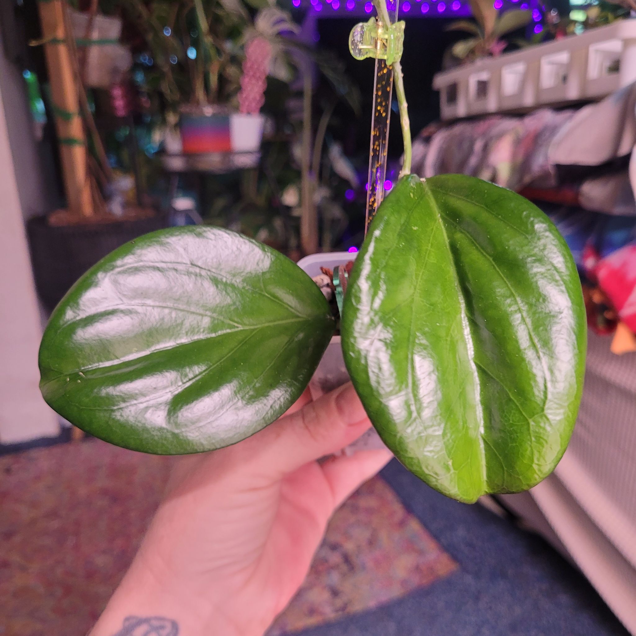 Photo of the plant species Hoya 'Maliksi' (UPT 001) by @breezyx7 named H. Maliksi on Greg, the plant care app