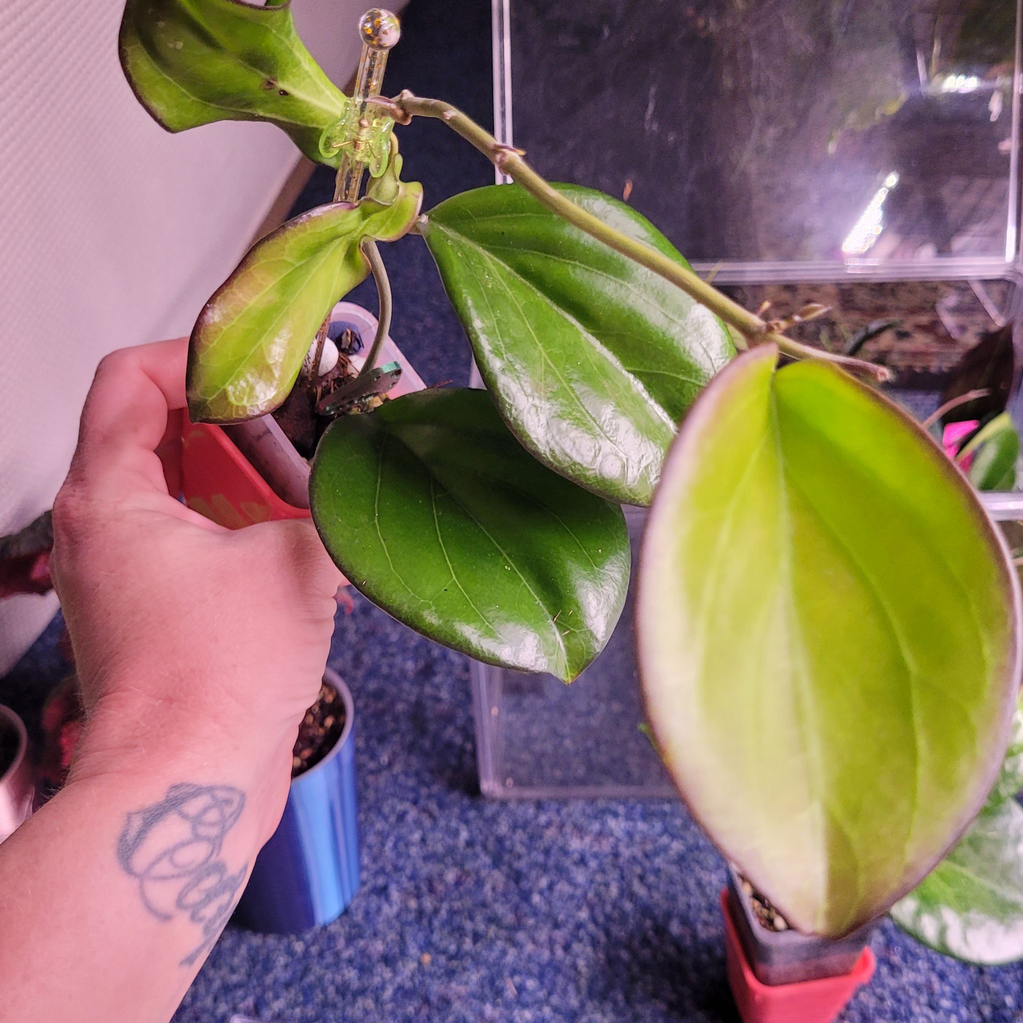 Photo of the plant species Hoya 'Maliksi' (UPT 001) by @breezyx7 named H. Maliksi on Greg, the plant care app