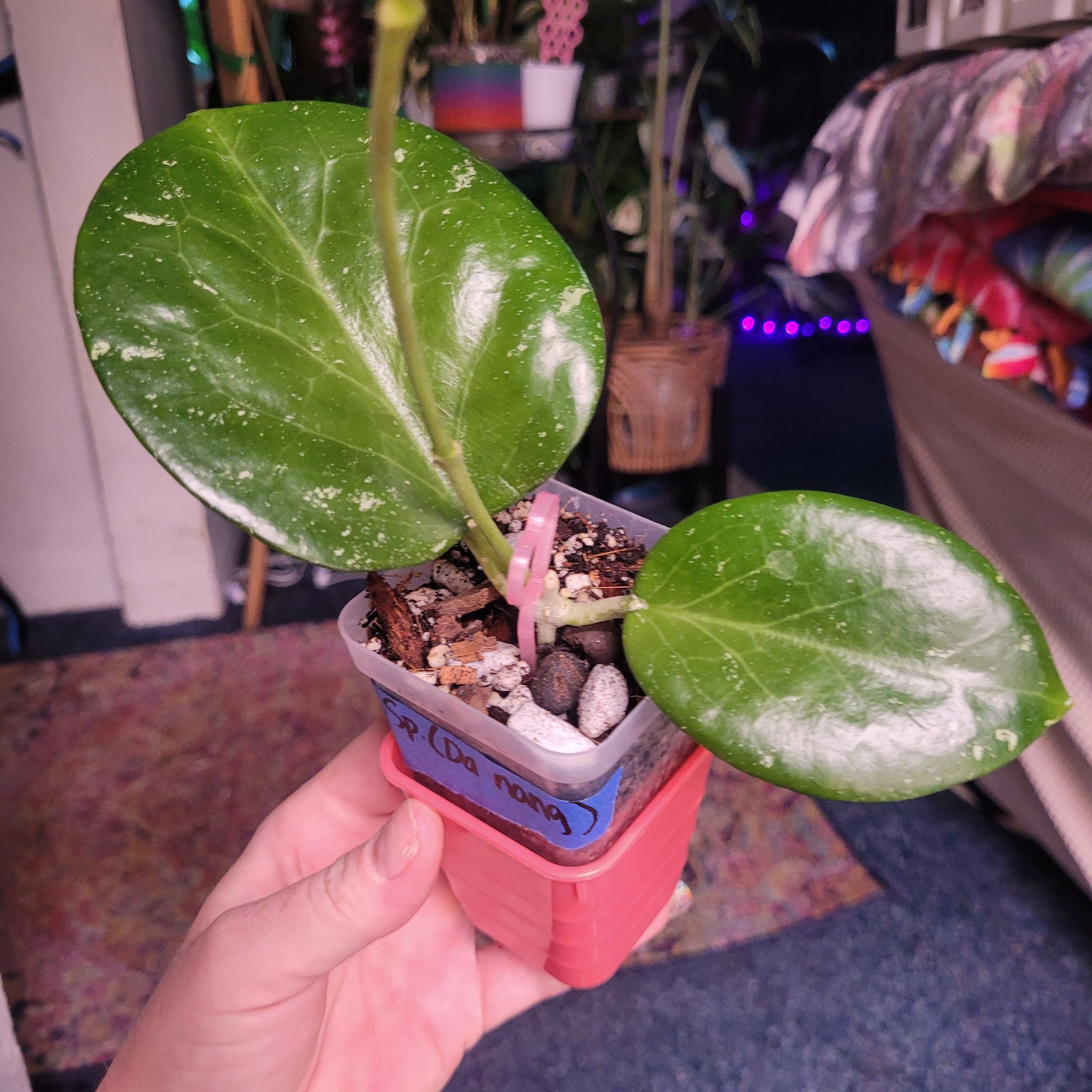 Photo of the plant species Hoya crassipetiolata by @breezyx7 named H. Sp Da Nang on Greg, the plant care app