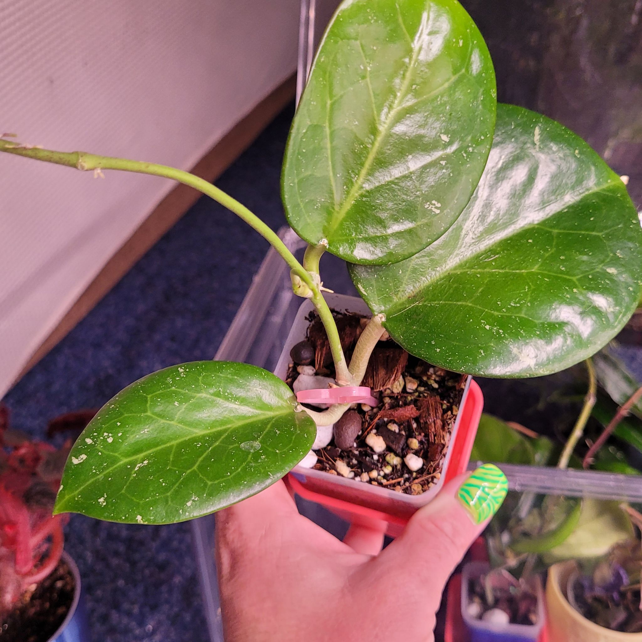 Photo of the plant species Hoya crassipetiolata by @breezyx7 named H. Sp Da Nang on Greg, the plant care app