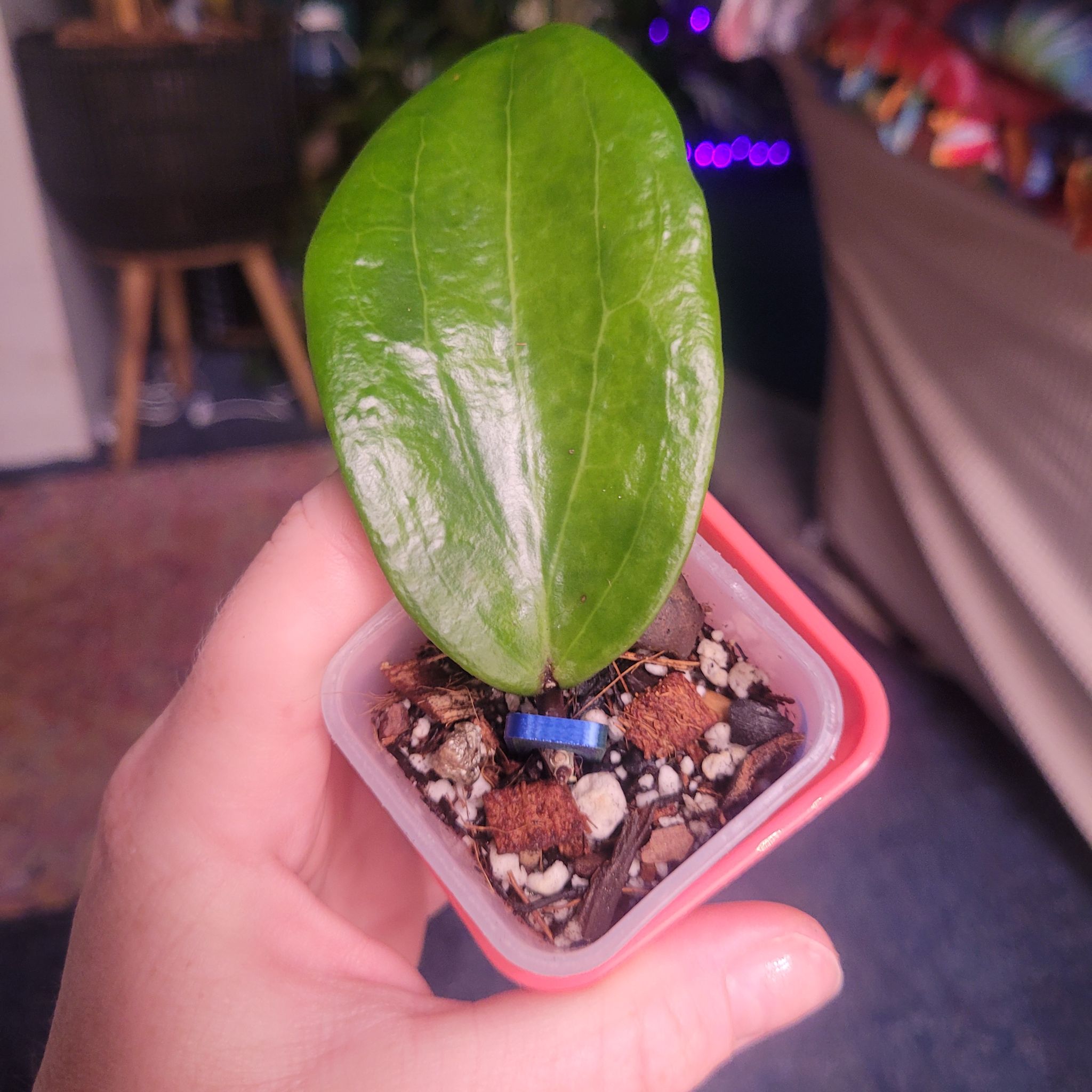 Photo of the plant species Hoya Viola by @breezyx7 named H. Russell on Greg, the plant care app