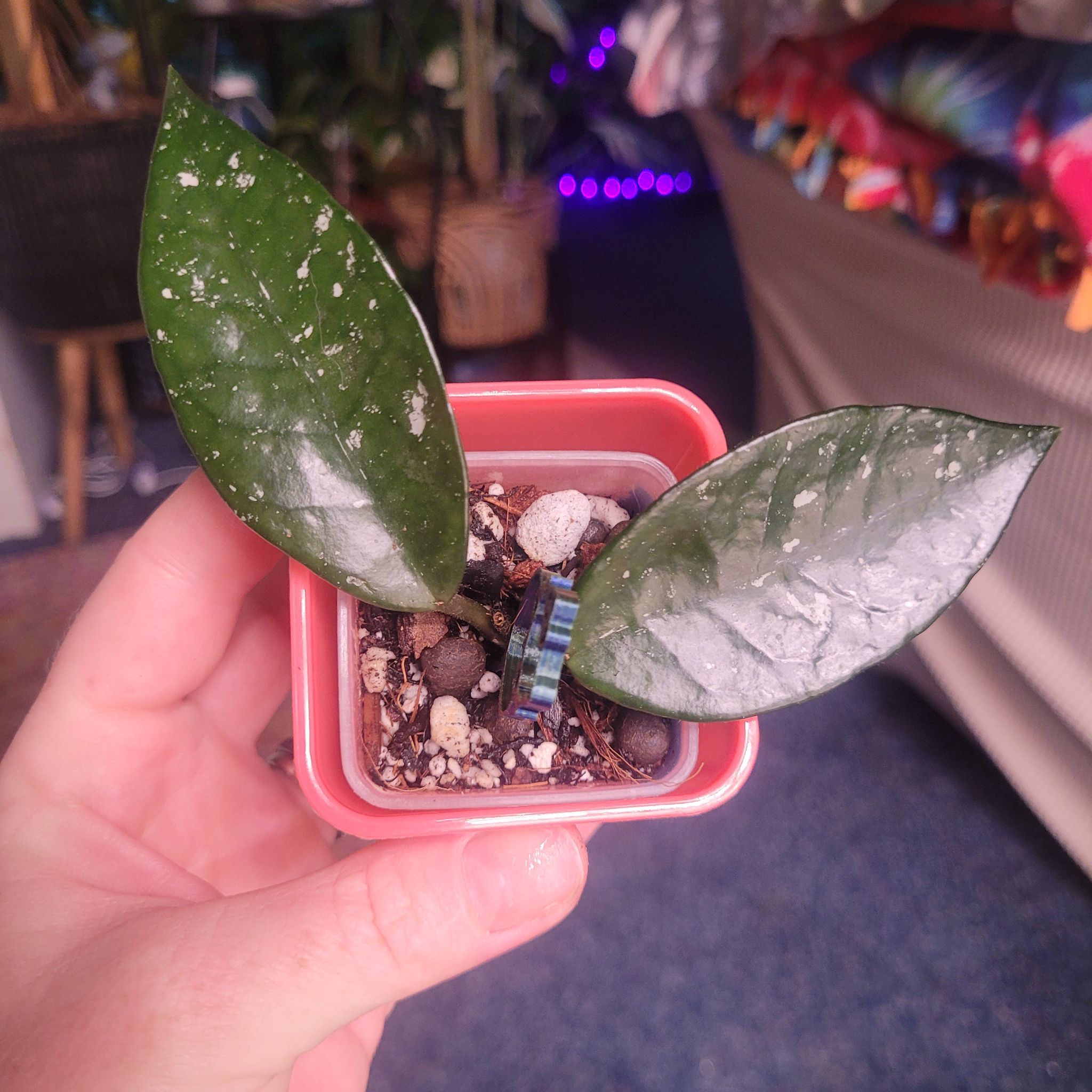 Photo of the plant species Stardust Hoya Carnosa by @breezyx7 named H. Carnosa Stardust on Greg, the plant care app