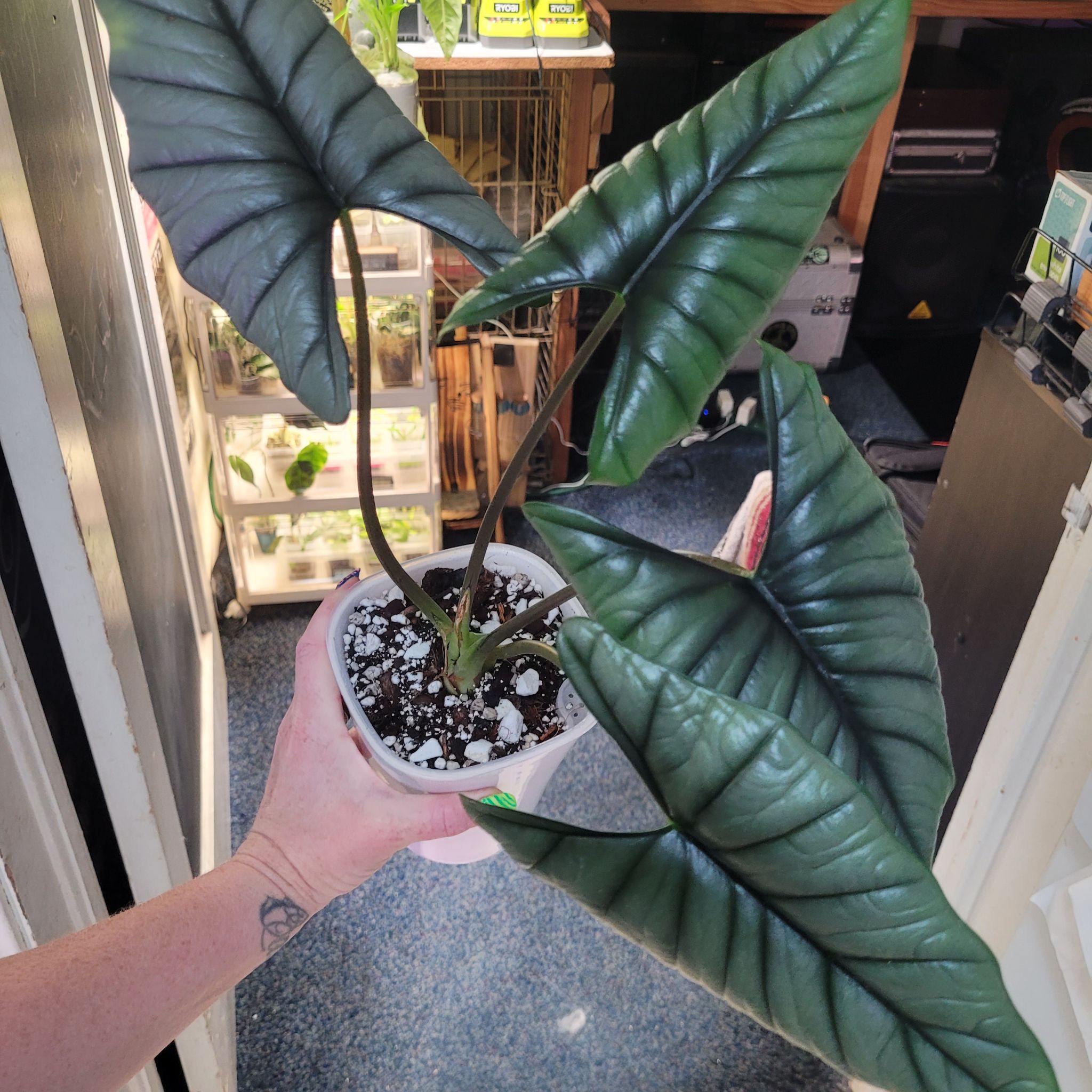 Photo of the plant species Alocasia Platinum by @breezyx7 named Aloc. Platinum on Greg, the plant care app