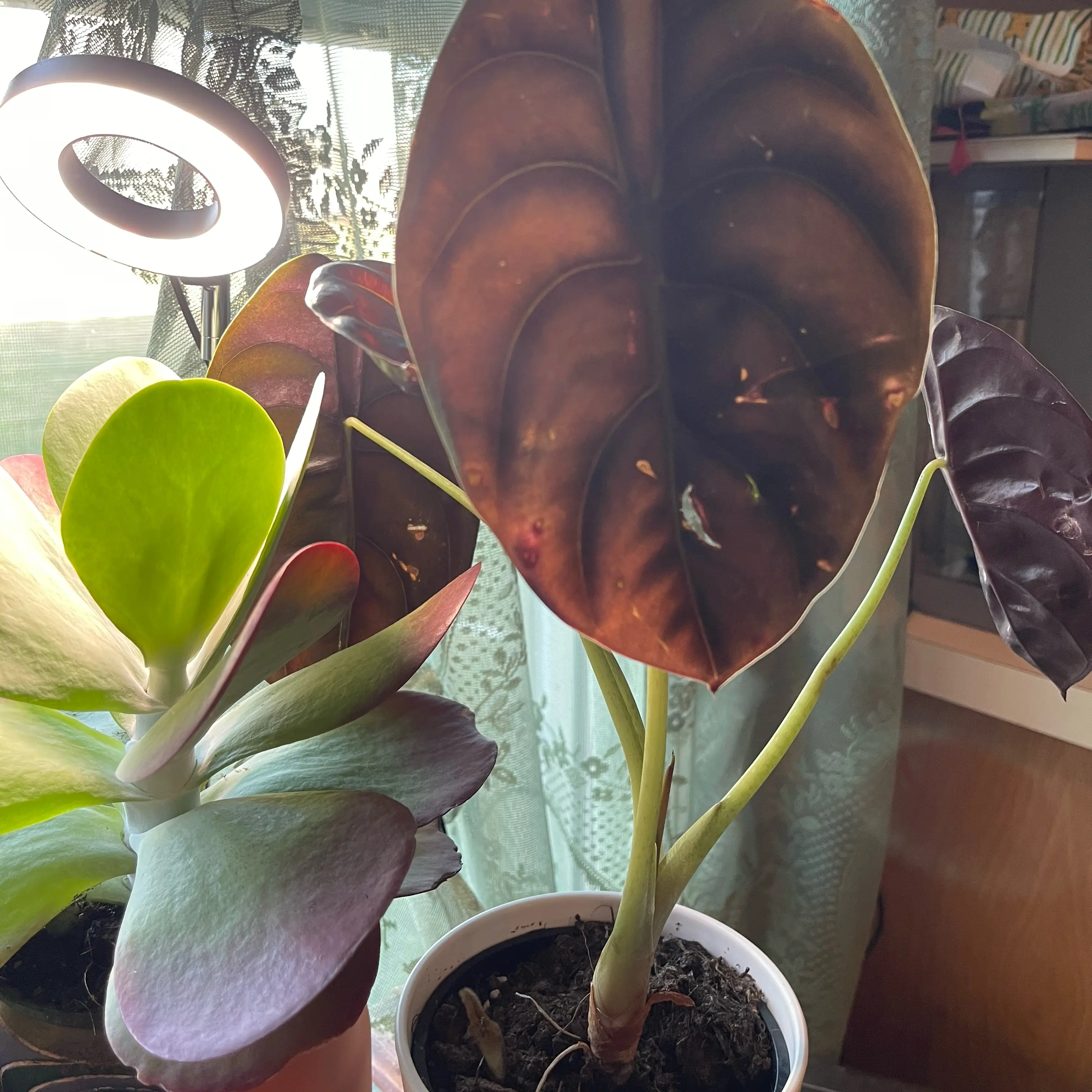 Photo of the plant species Alocasia Red Cuprea by @Ejd5775 named Thomas Birsdey on Greg, the plant care app