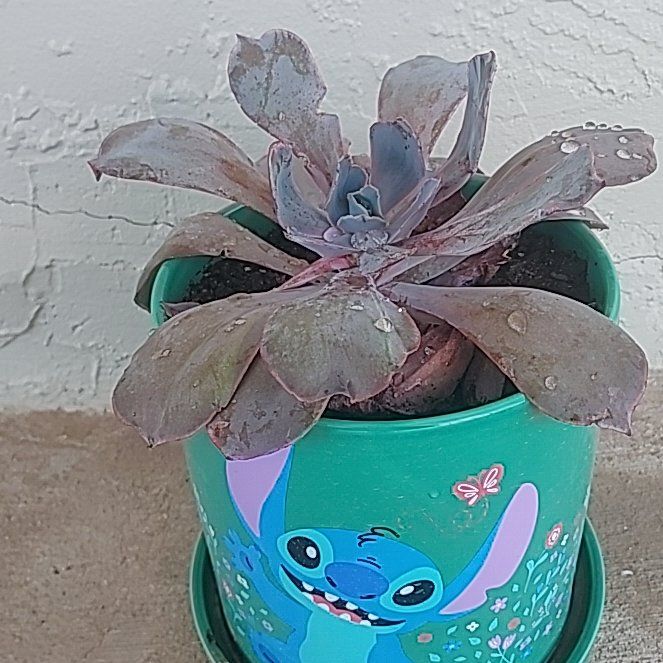 Photo of the plant species Echeveria by @AssuredlyTipa91 named Stitch on Greg, the plant care app