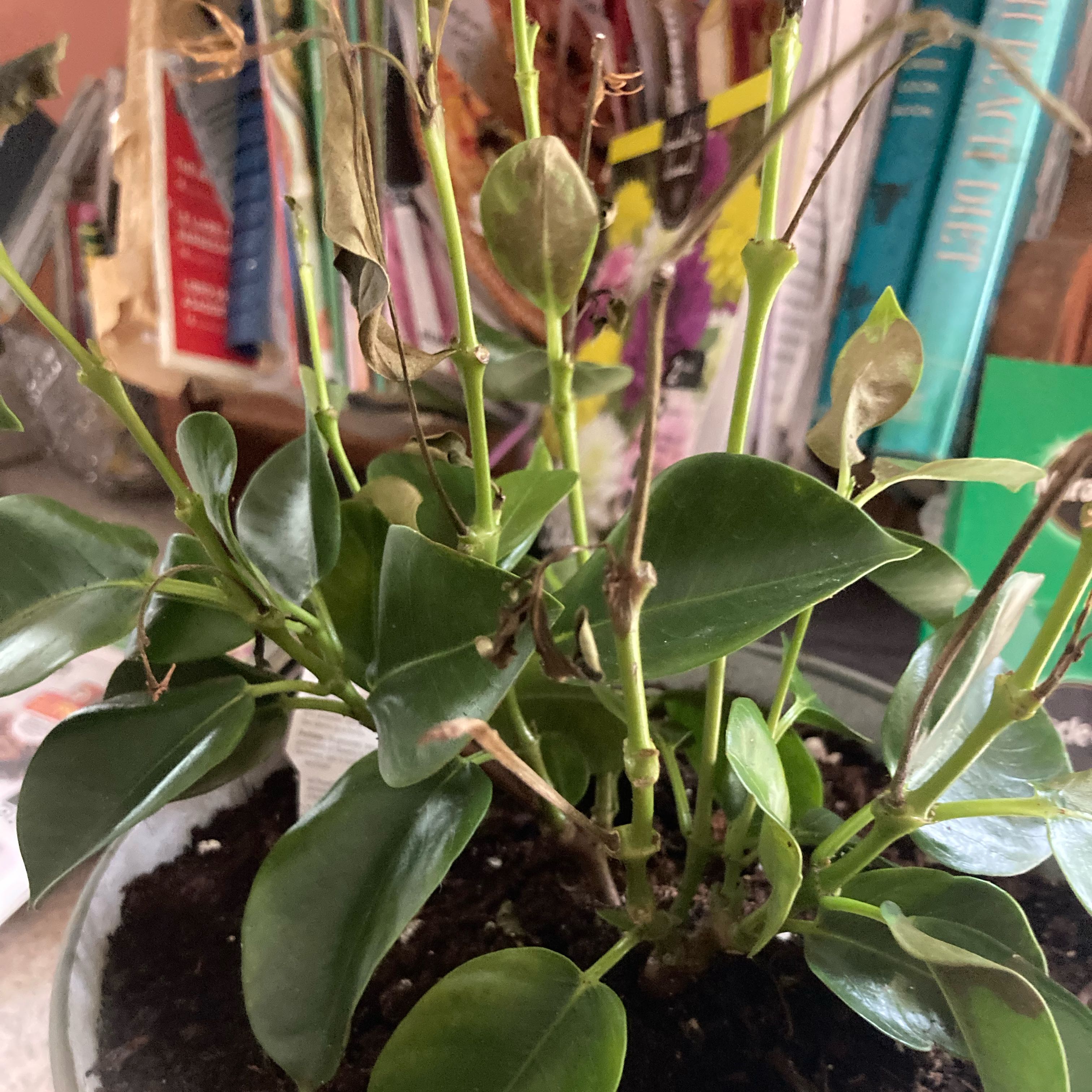 Photo of the plant species Sun Parasol Mandevilla by @LovingTawapou33 named Bruce Lee on Greg, the plant care app