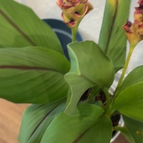 Photo of the plant species Red Ginger by @ProDateplum45 named Sproutacus on Greg, the plant care app