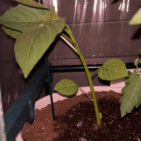 Photo of the plant species Tomatillo 'Toma Verde' by @DedicatedMastic named Tomatillo on Greg, the plant care app
