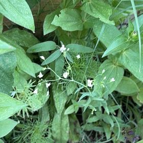 Photo of the plant species True Forget-Me-Not by @ElderSnakeplant named Scarlett on Greg, the plant care app