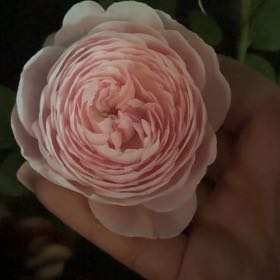 Photo of the plant species Queen of Sweden Rose by @AutonomousOnion named Sage on Greg, the plant care app