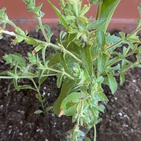 Photo of the plant species Annual Clary by @RedcarpetJubaea named Bieber on Greg, the plant care app