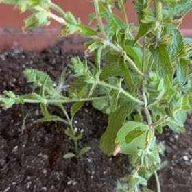 Photo of the plant species Annual Clary by @RedcarpetJubaea named Diana on Greg, the plant care app