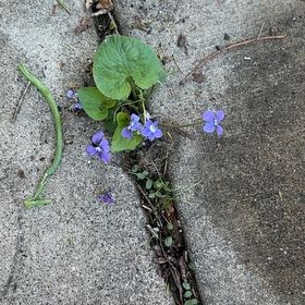Photo of the plant species Common Blue Violet by @RedcarpetJubaea named Beyonce on Greg, the plant care app