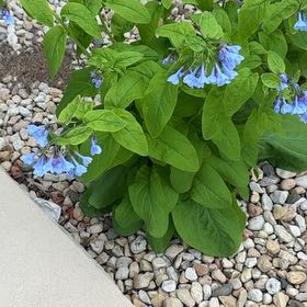 Photo of the plant species Virginia Bluebell by @RedcarpetJubaea named Einstein on Greg, the plant care app