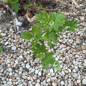 Photo of the plant species Oakleaf Hydrangea by @RedcarpetJubaea named Lola on Greg, the plant care app