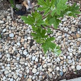 Photo of the plant species Oakleaf Hydrangea by @RedcarpetJubaea named Rihanna on Greg, the plant care app