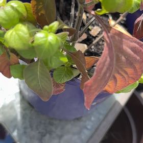 Photo of the plant species Shrimp Plant by @RedcarpetJubaea named Coco on Greg, the plant care app