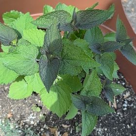 Photo of the plant species Anise-Hyssop by @RedcarpetJubaea named Plato on Greg, the plant care app