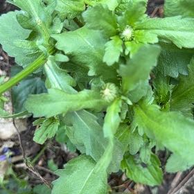 Photo of the plant species Neckweed by @RedcarpetJubaea named Clooney on Greg, the plant care app