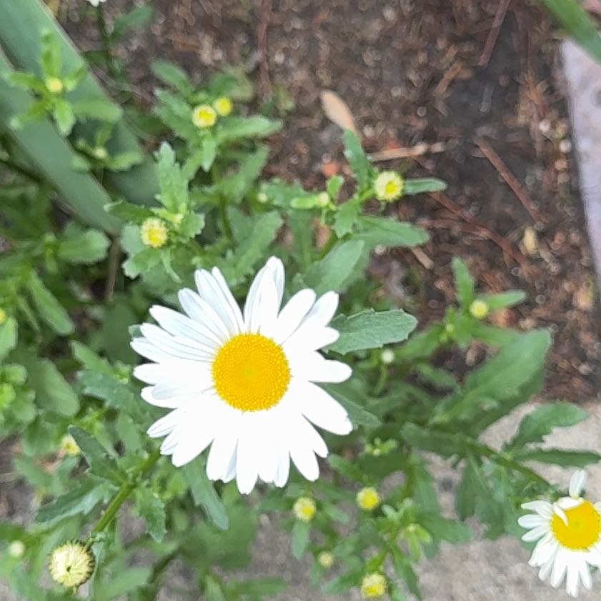 Photo of the plant species Ox-Eye Daisy by @RedcarpetJubaea named Gomez on Greg, the plant care app