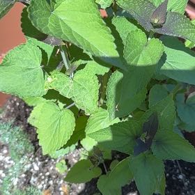 Photo of the plant species Agastache Foeniculum by @RedcarpetJubaea named Treeyoncé on Greg, the plant care app