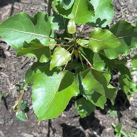 Photo of the plant species Black Poplar by @RedcarpetJubaea named Ronaldo on Greg, the plant care app