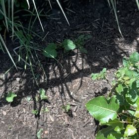 Photo of the plant species Black Poplar by @RedcarpetJubaea named Fernie Saunders on Greg, the plant care app