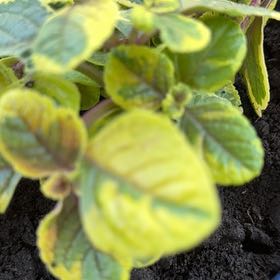 Photo of the plant species Speckled Spur Flower by @RedcarpetJubaea named McKinley on Greg, the plant care app
