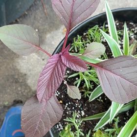 Photo of the plant species Amaranthus Cruentus by @RedcarpetJubaea named Emerson on Greg, the plant care app