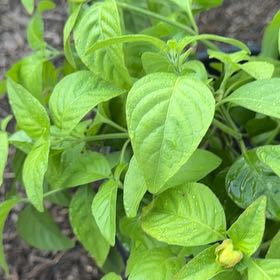 Photo of the plant species Shrimp Plant by @RedcarpetJubaea named Fernie Mac on Greg, the plant care app