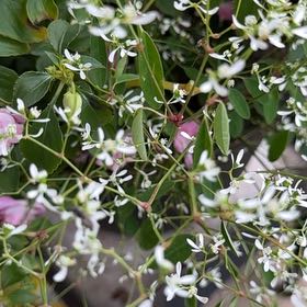 Photo of the plant species Grassleaf Spurge by @RedcarpetJubaea named Aunt Emmy on Greg, the plant care app
