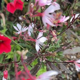 Photo of the plant species Lindheimer's Beeblossom by @RedcarpetJubaea named Pink Bells on Greg, the plant care app