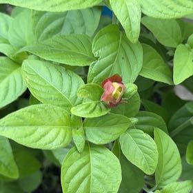 Photo of the plant species Shrimp Plant by @RedcarpetJubaea named Baby Shrimp on Greg, the plant care app