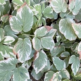 Photo of the plant species Bishop's Goutweed by @RedcarpetJubaea named Olaf on Greg, the plant care app