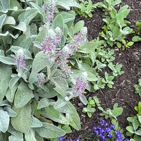 Photo of the plant species Lamb's Ear by @RedcarpetJubaea named Aria on Greg, the plant care app
