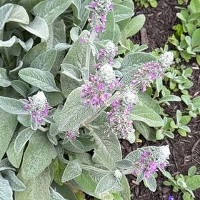 Photo of the plant species Lamb's Ear by @RedcarpetJubaea named James Dean on Greg, the plant care app
