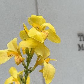 Photo of the plant species Yellow Iris by @RedcarpetJubaea named Denali on Greg, the plant care app