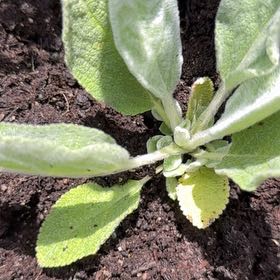 Photo of the plant species Lamb's Ear by @RedcarpetJubaea named Michelle Branch on Greg, the plant care app