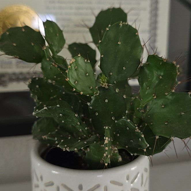 Photo of the plant species Argentine Opuntia by @PureTamarack21 named Aria on Greg, the plant care app