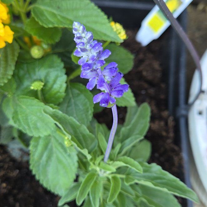 Photo of the plant species Mealycup Sage by @ProLilliput12 named Queen on Greg, the plant care app