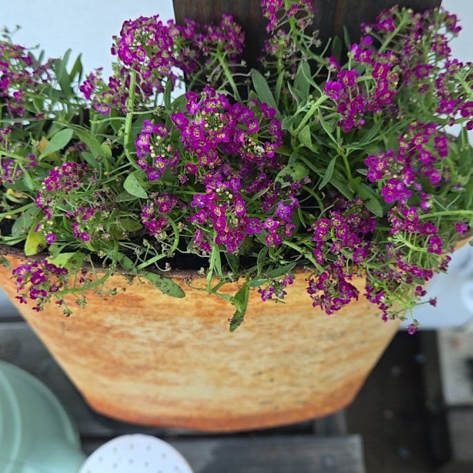 Photo of the plant species Sweet Alyssum by @ProLilliput12 named Homer on Greg, the plant care app