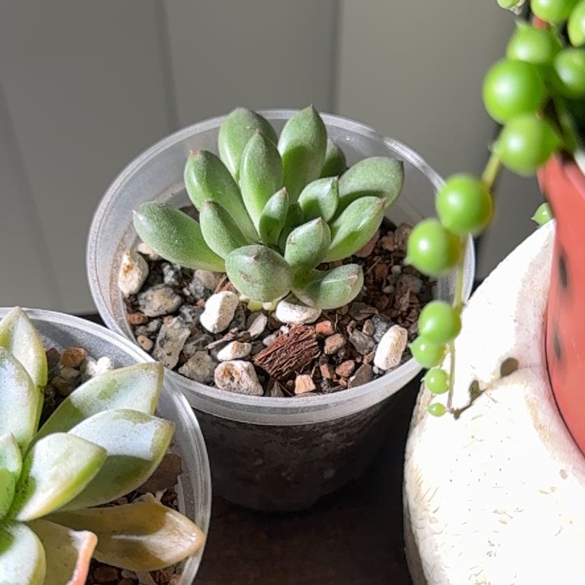 Photo of the plant species Graptoveria 'Bashful™' by @brich14 named Beyonce on Greg, the plant care app