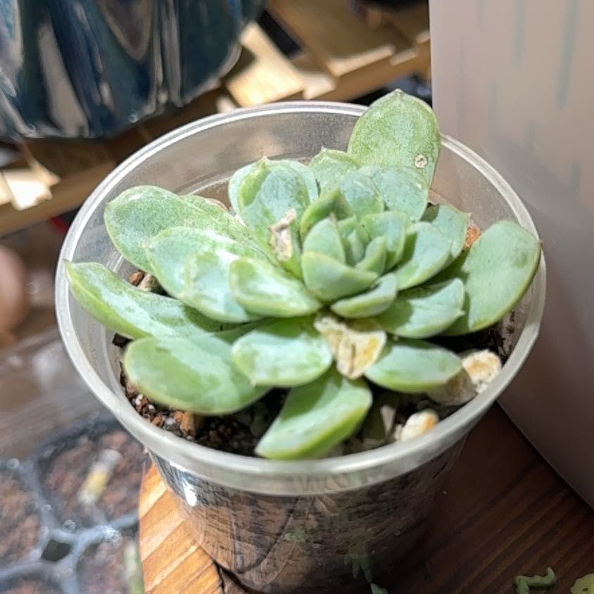 Photo of the plant species Echeveria Whitening by @brich14 named Orlando Bloom on Greg, the plant care app