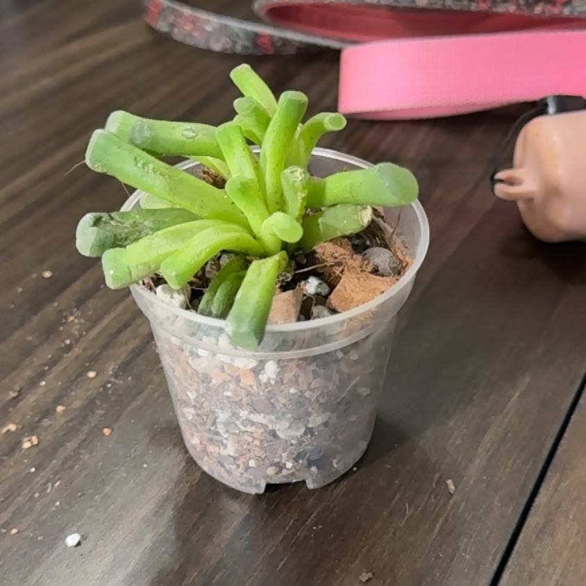 Photo of the plant species Fairy Elephant's Feet by @brich14 named Nemo on Greg, the plant care app