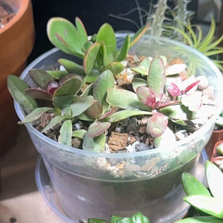 Photo of the plant species Red Carpet Crassula by @brich14 named Winston on Greg, the plant care app