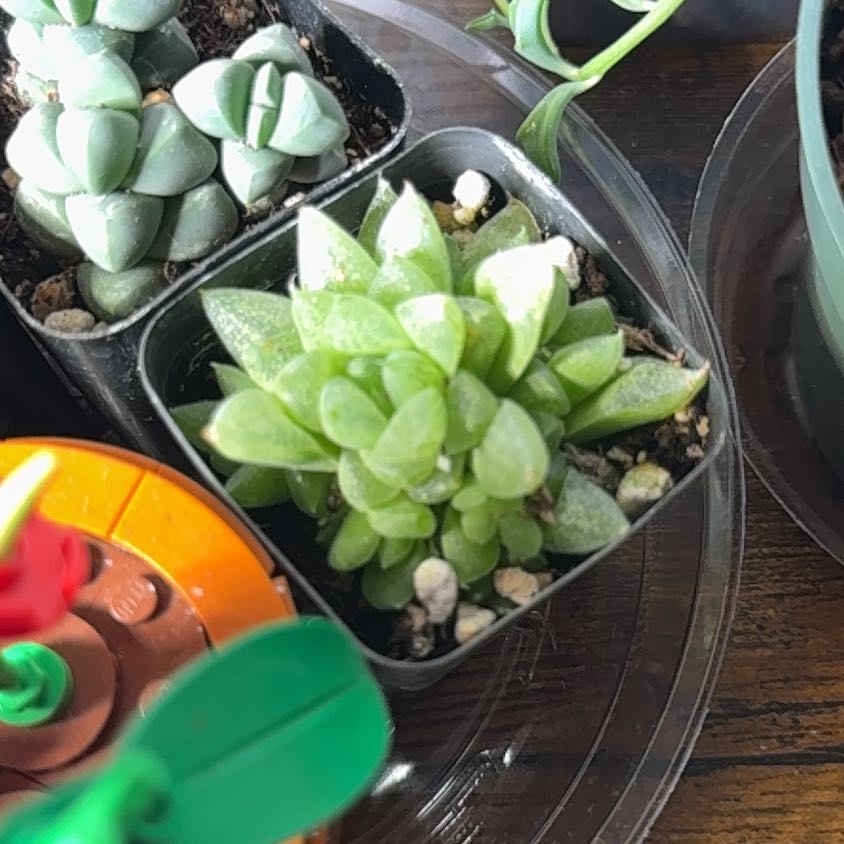 Photo of the plant species Windowpane Plant by @brich14 named Ronaldo on Greg, the plant care app
