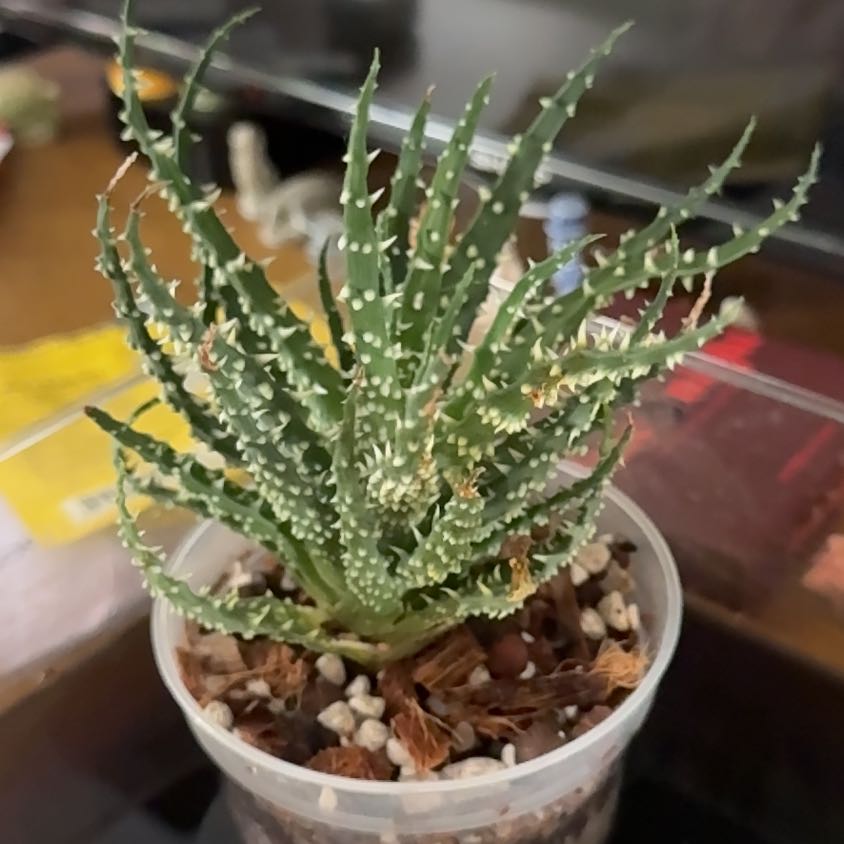 Photo of the plant species Hedgehog Aloe by @brich14 named Clooney on Greg, the plant care app