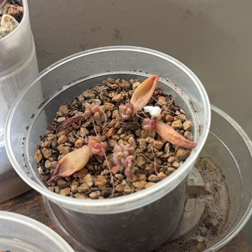 Photo of the plant species Graptosedum 'Alpenglow' by @brich14 named Surya on Greg, the plant care app