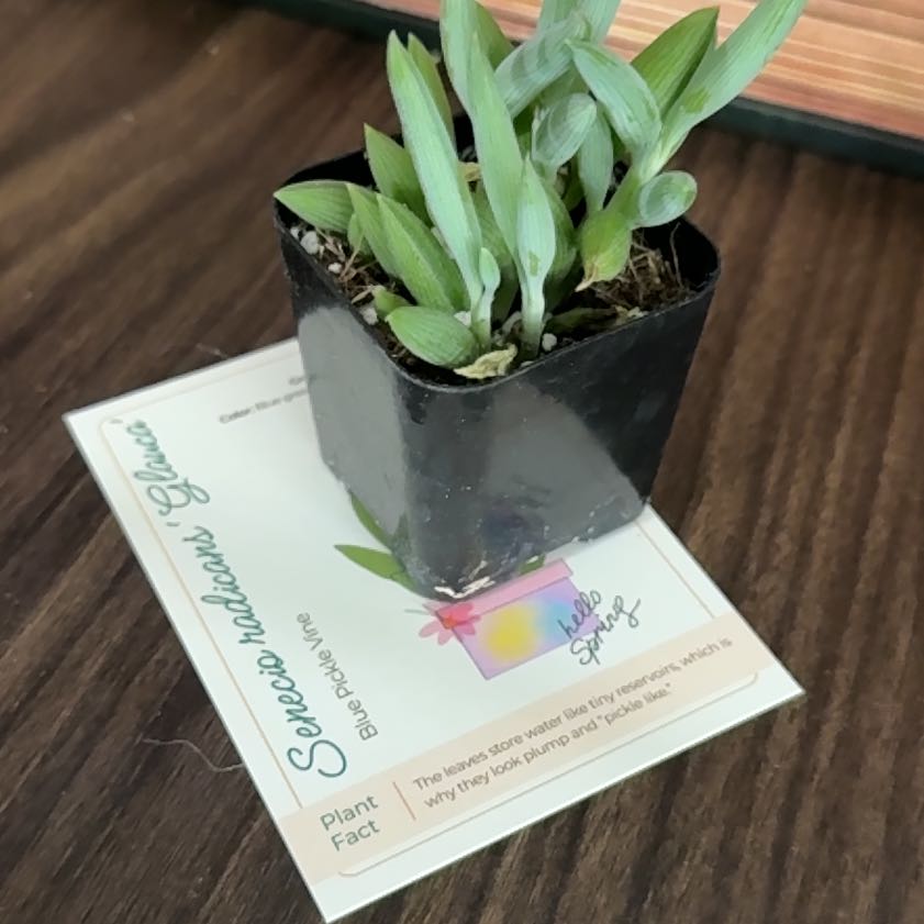 Photo of the plant species Blue Pickle Vine by @brich14 named Gaga on Greg, the plant care app